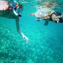Snorkeling Trip at Sharm El Naga Bay